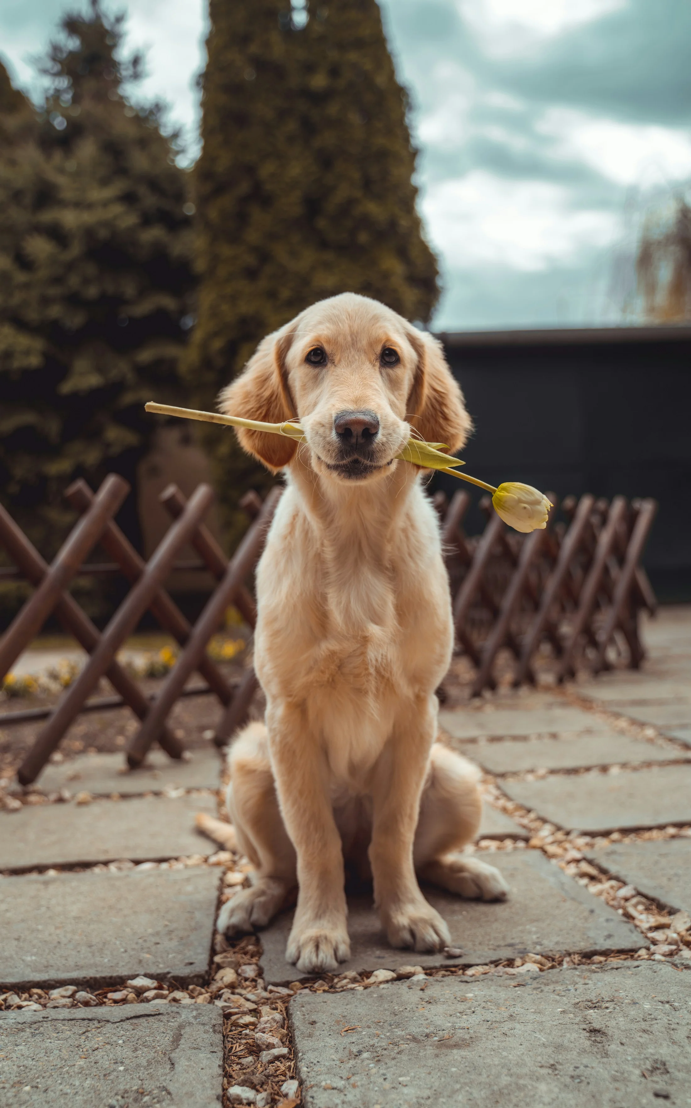 Pets of Winsford concept showing a Labrador dog